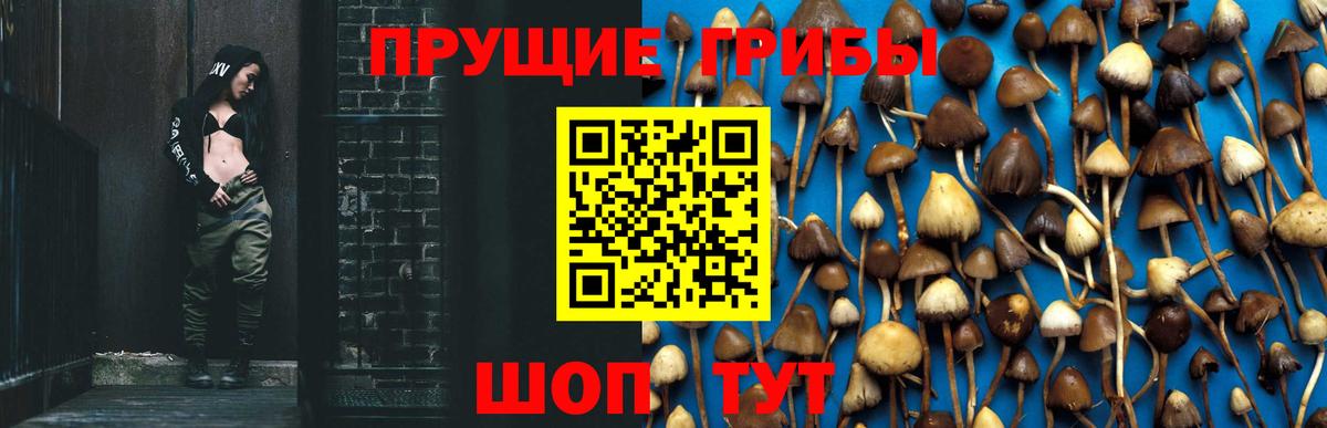 Псилоцибиновые грибы Psilocybine cubensis Каменка